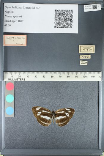 Media type: image;   Entomology 163380